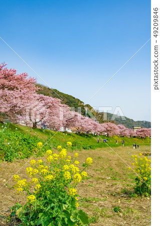 [Kawazu Sakura Minamiizu Town] 49209846