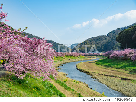 [河津櫻南水町] 49209848
