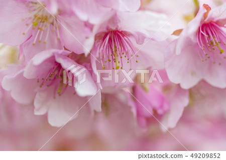 [Kawazu Sakura Minamiizu Town] 49209852