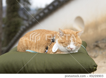 Binaka Matsuyama Castle（岡山縣高橋市）的貓城堡老闆“San Joroo” 49209903