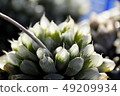 Succulent plants 49209934