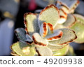 Succulent plants 49209938