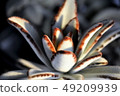 Succulent plants 49209939