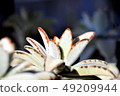 Succulent plants 49209944