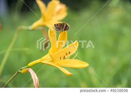 [Nikkouki butterflies] 49210036