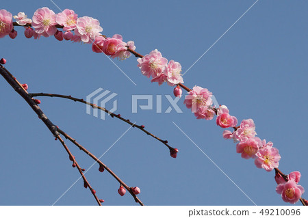 Flowers Flowers 49210096