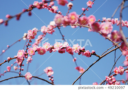 Flowers Flowers 49210097