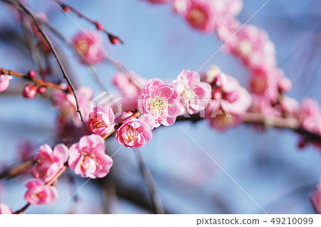 Flowers Flowers 49210099