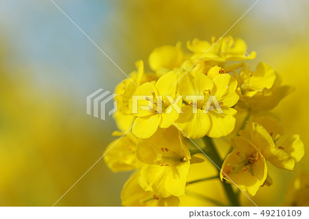 Flowers Flowers 49210109