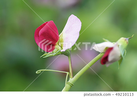 花 花 49210113