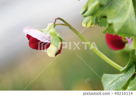 花 花 49210114