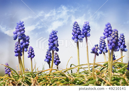 花 花 49210141