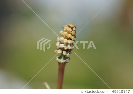 Flowers Flowers 49210147