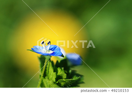 花 花 49210153