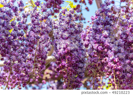  Full bloom Yaefuji flower Fujino Hanamonogatari Ofuji Festival Tochigi Prefecture designated natural monument Ashikaga flower park Japan 49210223