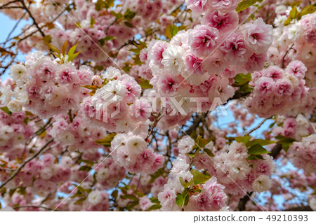 Full bloom Yae Sakura flower Ashikaga Flower Park Tochigi Japan Full bloom Yae Sakura flower Ashikaga Flower Park Tochigi Japan 49210393