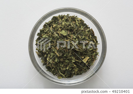 (草本)蕁麻 (草本)蕁麻 49210401