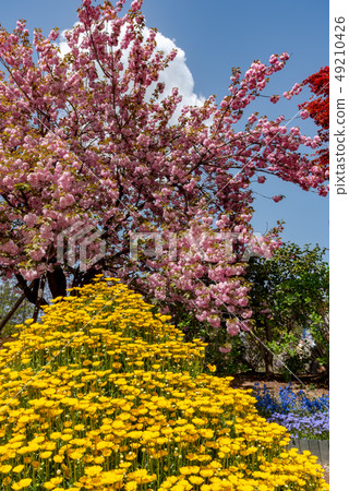 盛開Yae佐倉花菊花Ashiga花公園櫪木日本 盛開Yae佐倉花菊花Ashiga花公園櫪木日本 49210426