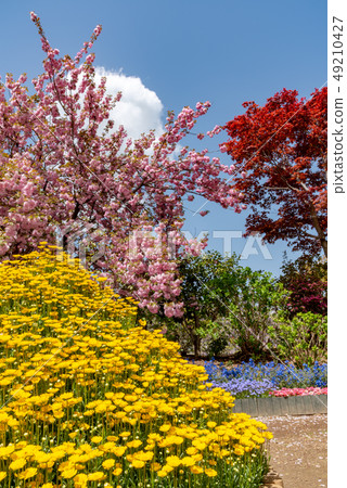 盛開Yae佐倉花菊花Ashiga花公園櫪木日本 盛開Yae佐倉花菊花Ashiga花公園櫪木日本 49210427