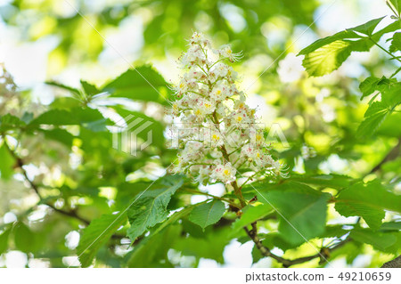 Blooming horse chestnut tree. Blurred background. 49210659