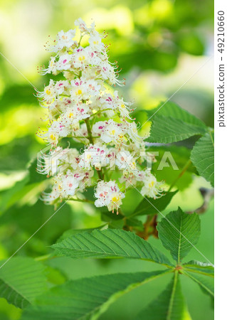 Blooming horse chestnut tree. Blurred background. Blooming horse chestnut tree. Blurred background. 49210660