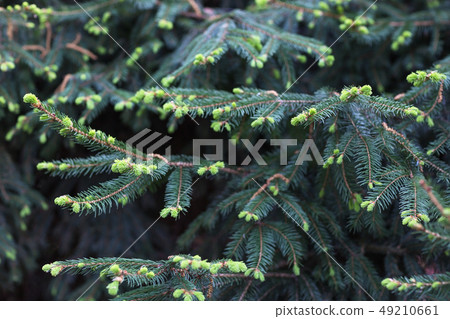 Young sprouts on a spruce tree. Close up, 49210661