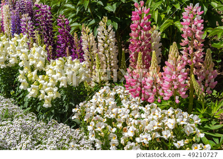 Lupine Fuji Multicolored A lot of flowers photo Ashiga flower park Tochigi Japan 49210727
