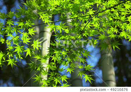 Bamboo forest fresh green nature scenery Bamboo forest fresh green nature scenery 49210876