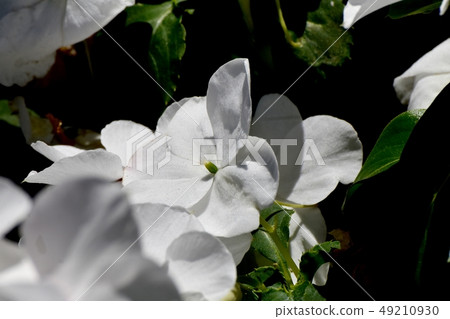 White African spruce blooming in Mitaka Nakahara White African spruce blooming in Mitaka Nakahara 49210930