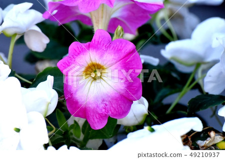 Pink and blooming petunia in Mitaka Nakahara 49210937