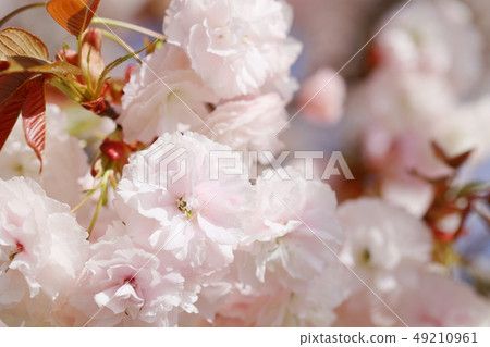 Double-flowered cherry blossoms in full bloom 49210961