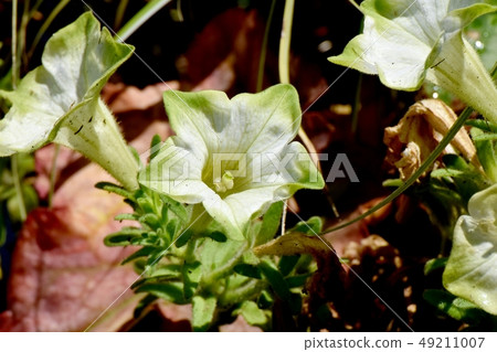 開花在三鷹中原的淺綠色的喇叭花 開花在三鷹中原的淺綠色的喇叭花 49211007