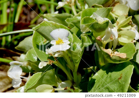 開花在三鷹中原的白色秋海棠 49211009