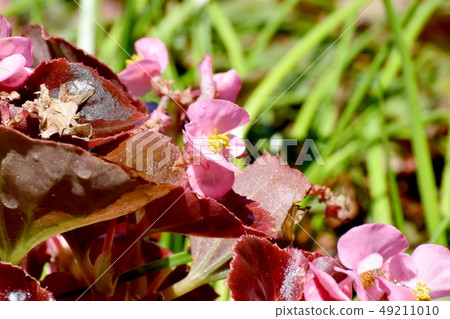 開花在三鷹中原的桃紅色秋海棠 開花在三鷹中原的桃紅色秋海棠 49211010
