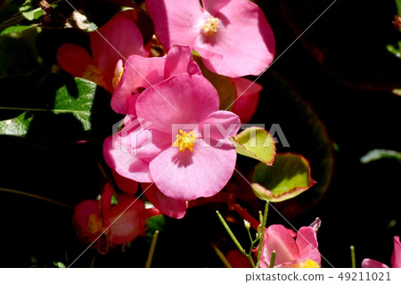 Pink begonia blooming in Mitaka Nakahara 49211021