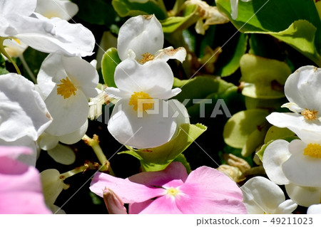 開花在三鷹中原的白色秋海棠 開花在三鷹中原的白色秋海棠 49211023