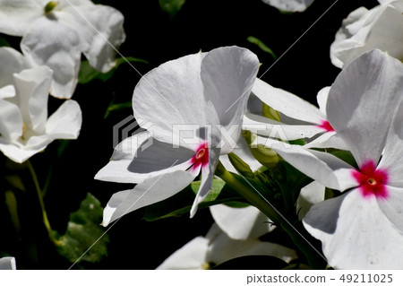 開花在三鷹中原的白色和紅色變白的花 開花在三鷹中原的白色和紅色變白的花 49211025