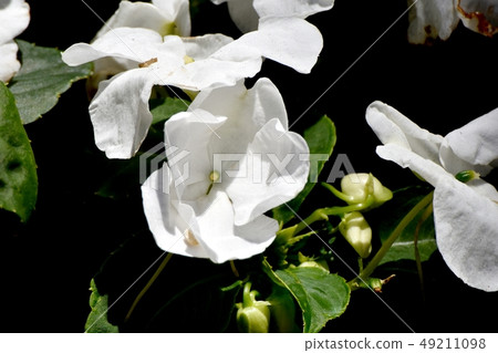 開花在三鷹中原的白色非洲雲杉 開花在三鷹中原的白色非洲雲杉 49211098