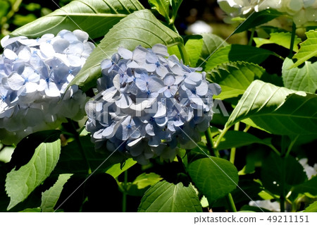 A pale blue hydrangea flower that blooms in Mitaka Nakahara 49211151