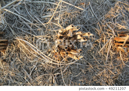 冬季景觀 49211207