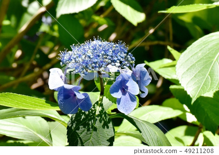 開花在三鷹中原的藍色人參花 開花在三鷹中原的藍色人參花 49211208
