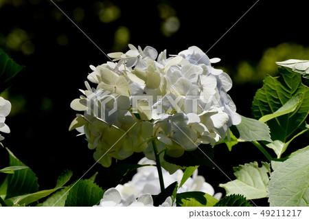  White hydrangea flower blooming in Mitaka Nakahara 49211217