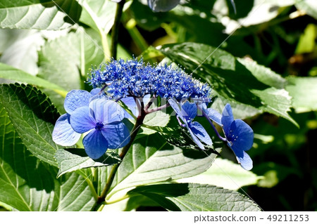 Blue ginseng flower blooming in Mitaka Nakahara 49211253