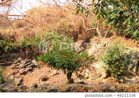 Andeok valley, valley, summer resort, wedding photography place, 49211336