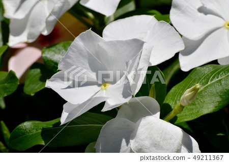 White Nichinoscisso blooming in Mitaka Nakahara White Nichinoscisso blooming in Mitaka Nakahara 49211367
