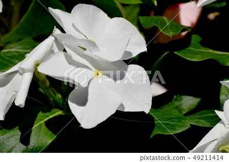 開花在三鷹中原的白色Nichinoscisso 49211414