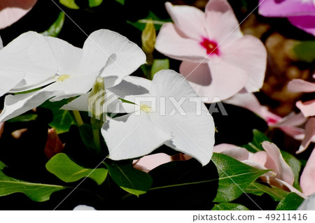 開花在三鷹中原的白色Nichinoscisso 49211416