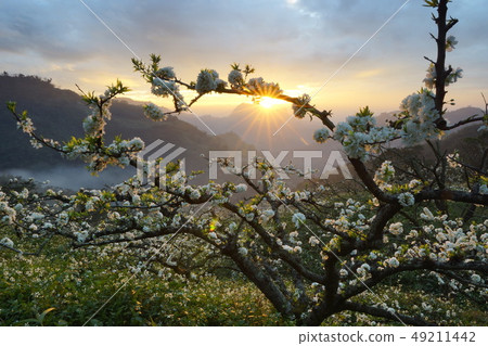 李花夕陽雲海 49211442
