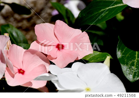 A pale orange periwinkle blooming in Mitaka Nakahara 49211508