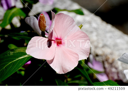 在三鷹中原開花的淡橙色長春花 49211509
